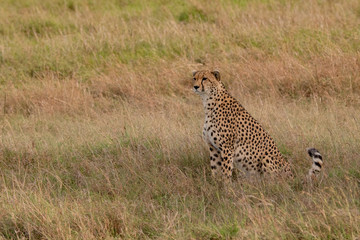 alert cheetah sitting up in the Masai Mara grasslands