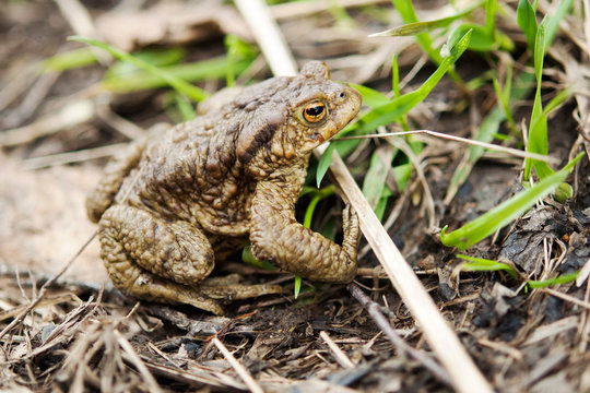 grenouille jaune et marron au bord d'un sentier