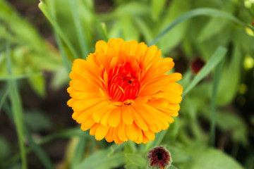 yellow and orange flower of calendula officinalis on green leaf background, selective focus