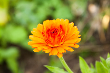 yellow and orange flower of calendula officinalis on green leaf background, selective focus