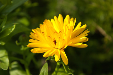 yellow  flower of calendula officinalis on green leaf background, selective focus, easy blur