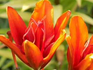 Bright fire lilies bloom luxuriantly in the garden. Very rich color of the petals pleases the eye.
