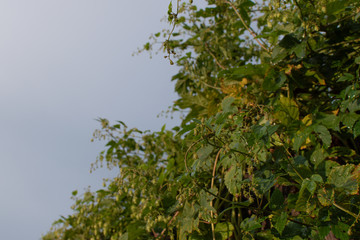 Plants on the fence after rain