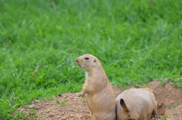Chiens de prairie (Cynomys)