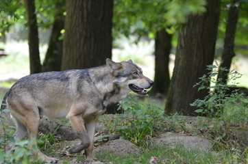 Naklejka na ściany i meble Loup gris (Canis lupus)