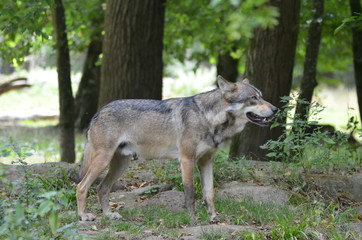 Naklejka na ściany i meble Loup gris (Canis lupus)