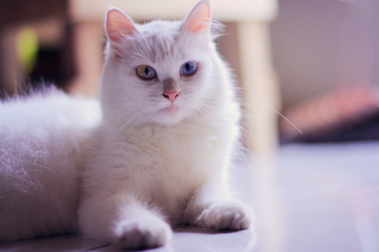White funny anggora cats