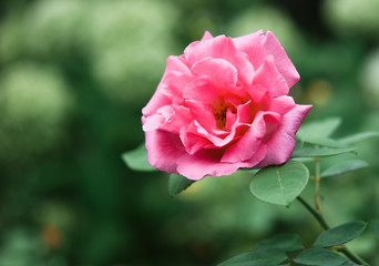 pink rose in garden