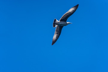 Obraz premium Big Seagull on Blue Sky in Istanbul Bosphorus