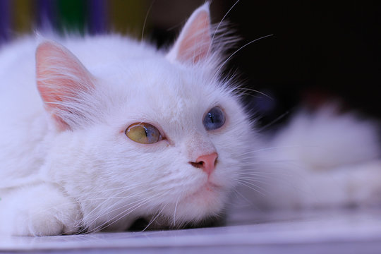 White funny anggora cats