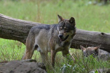 Loup gris (Canis lupus)