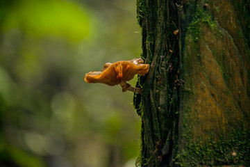 Mushroom growing on side of tree in forest