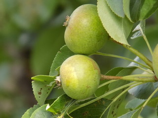 Pears. Beautiful delicious fruits ripen in the garden. Soon they will become even more, sweeter and more beautiful, and now they only are rising.