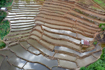 Terraced rice paddy field in Chiang Mai, Thailand.