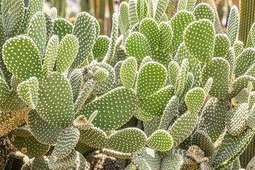  cactus growing in the garden