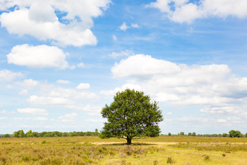 Single tree in the field, Hoge Veluwe, Netherlands