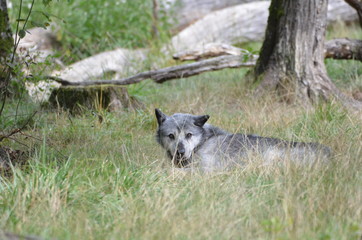 Loup noir Timberwolf