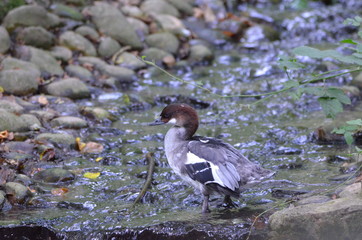 Harle piette (Mergellus albellus)