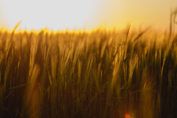 Fototapeta premium A beautiful backdrop of ripening ears of Golden fields. Nature background and blurred bokeh. Agriculture sunset scene over a meadow with agriculture.