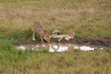 drinking Cheetahs at a water hole in the Masai Mara
