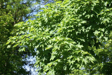 Ahornblätter am Baum 2019297 acer
