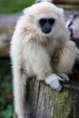 Monkey in the forest sit on tree