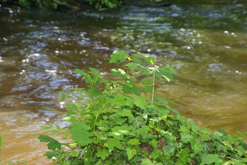 Blätter auf Stein am Fluss 2019293