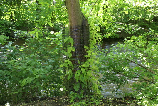 Baumhose 2019294 Biberschutz
