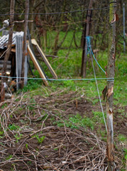 grape branches without leaves in spring in the garden, Central Russia.