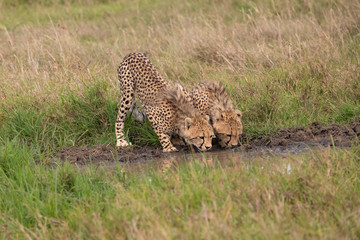 Pair of Cheetahs drinking from water hole