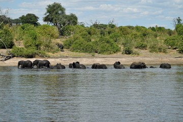 elephants in the water