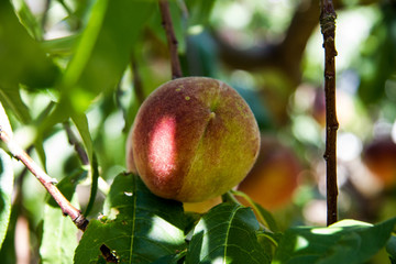 Ripe peaches on a tree