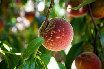 Ripe peach on a tree