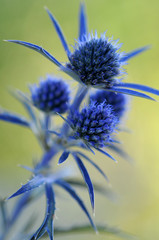 Eryngium alpinum ft9108_9771 Regina delle alpi Alpine sea holly