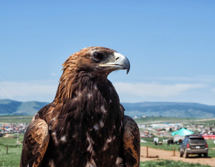 Mongolian Eagle Portrait at Mongolia