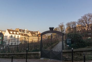 Fototapeta na wymiar Vigne du Clos Montmartre à Paris, France