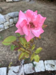 flowers in garden