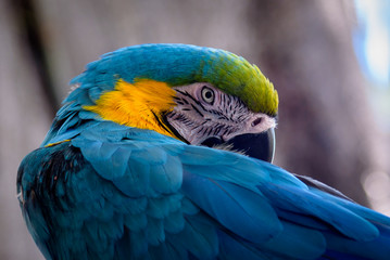 Close-Up Of a blue Parrot, with a focus on the eye