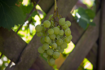 Ripe vine grapes