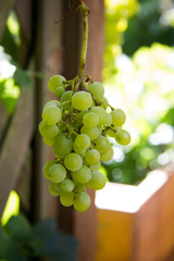 Ripe vine grapes
