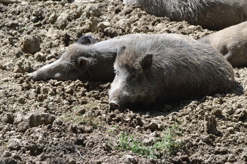 Sanglier couché dans le boue