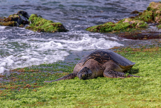 Hawaiian sea turtles enjoying the sun and vegetation on the shore of Laniakea beach, on the North shore of Oahu, Hawaii