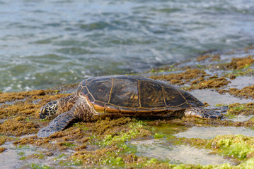 Hawaiian sea turtles enjoying the sun and vegetation on the shore of Laniakea beach, on the North shore of Oahu, Hawaii