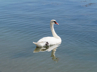 Cygnus olor. Cygne blanc tuberculé nageant sur le Rhin