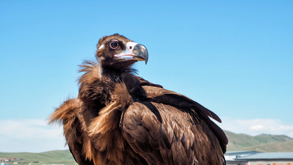 Mongolian Cinereous Vulture/Scavenger at Mongolia