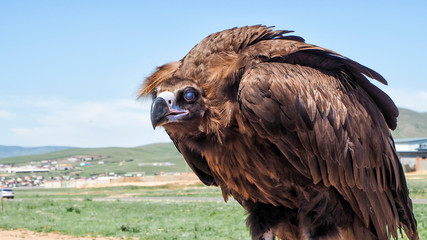 Mongolian Cinereous Vulture/Scavenger at Mongolia