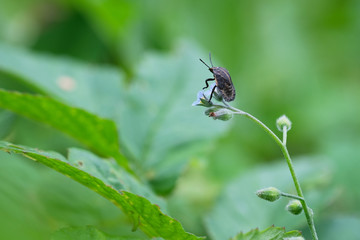 Small beetle on a flower on a background of green leaves