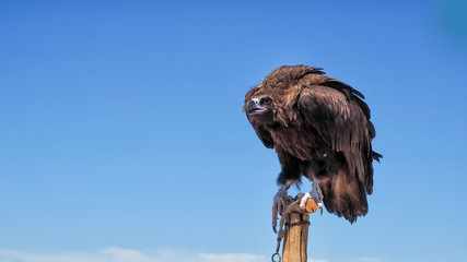 Mongolian Cinereous Vulture/Scavenger at Mongolia