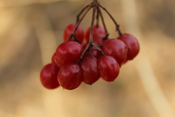 cherries on tree