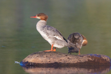Common merganser (North American) or goosander (Eurasian) (Mergus merganser) mother and baby
